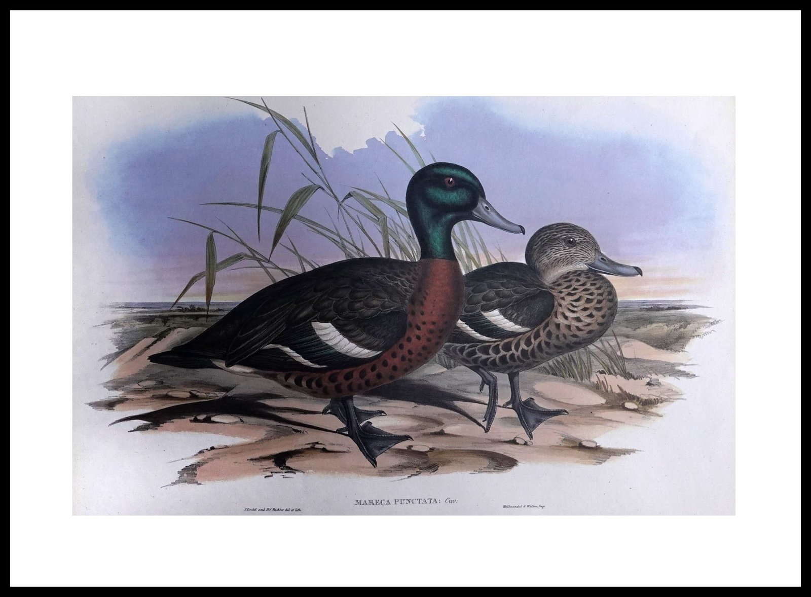 AQP HE07 Chestnut coloured Duck (Antique Prints)